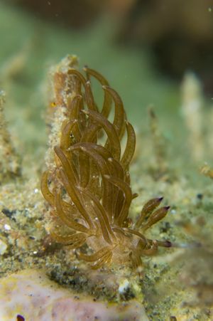 Phyllodesmium sp.