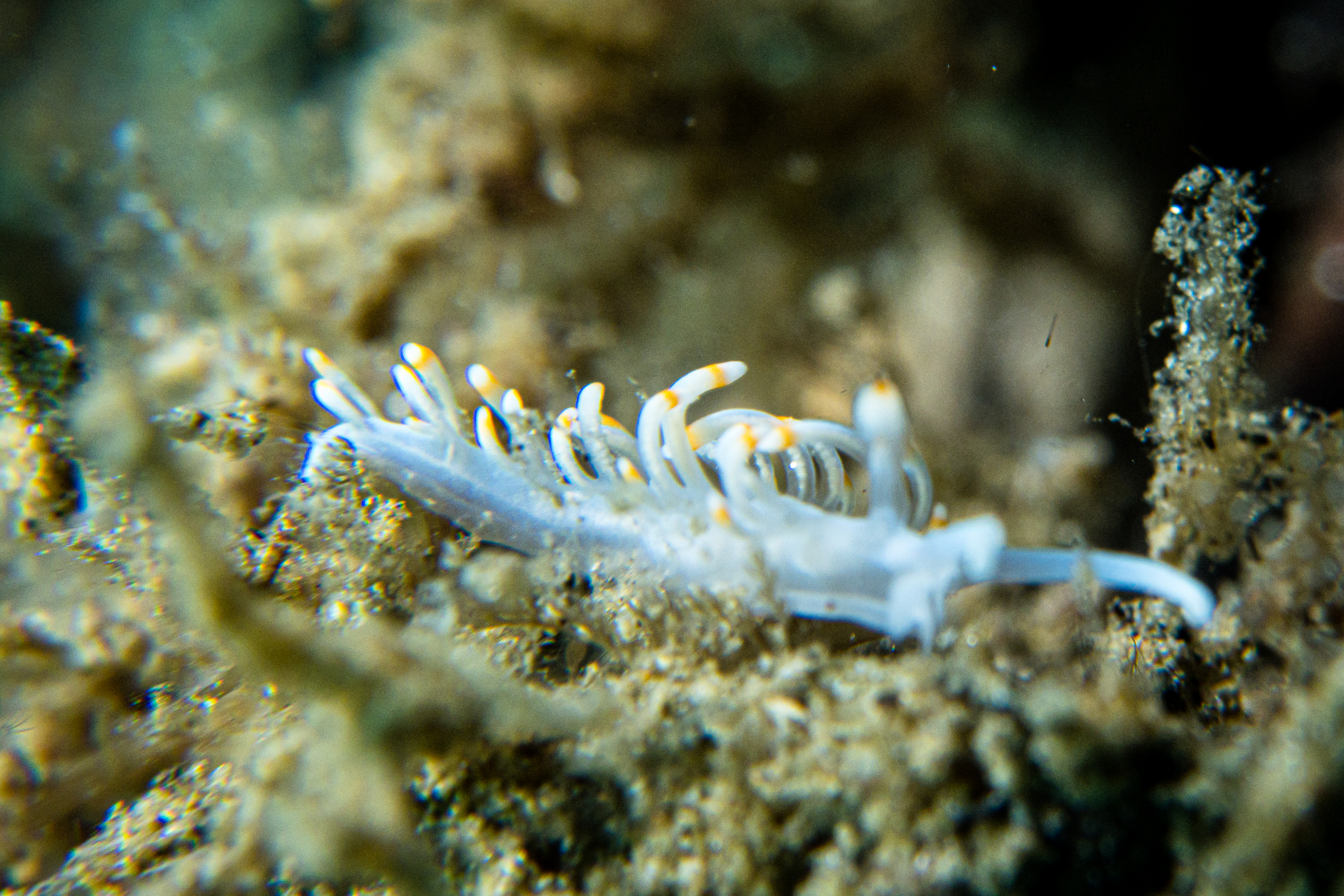 Bicolor nudibranch