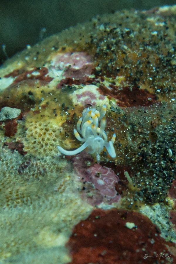 Bicolor nudibranch