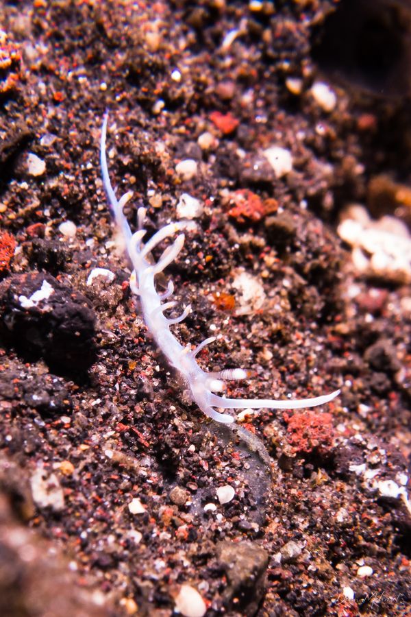 Bicolor nudibranch