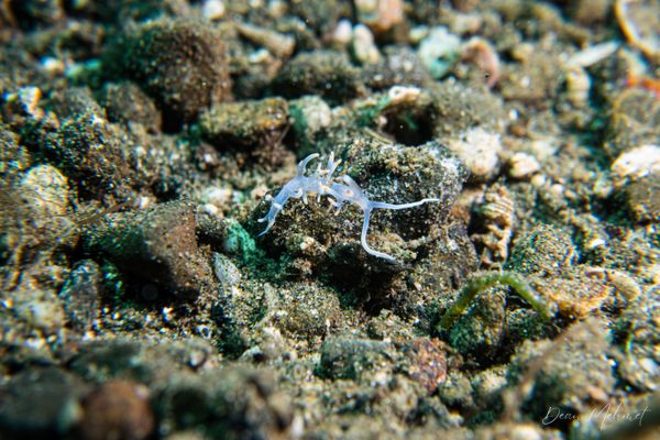 Bicolor nudibranch
