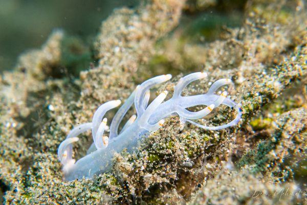 Bicolor nudibranch
