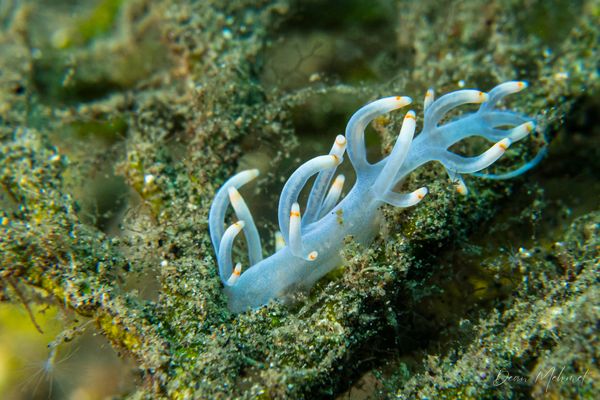 Bicolor nudibranch