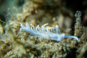 Bicolor nudibranch