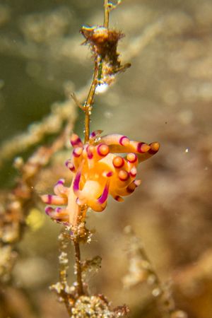 Tropical Gasflame