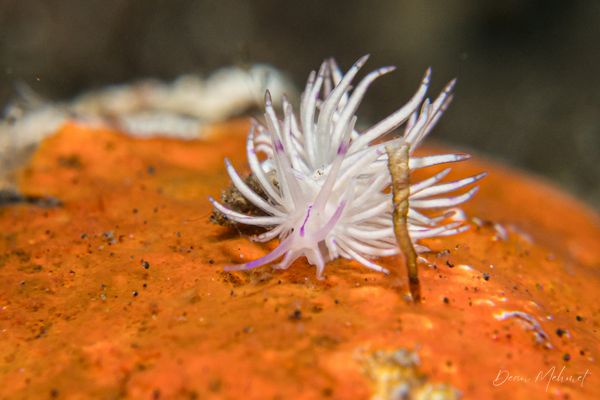Unidentia sandramillenae