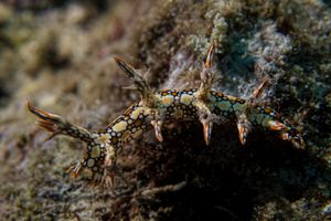 Eel Bornella