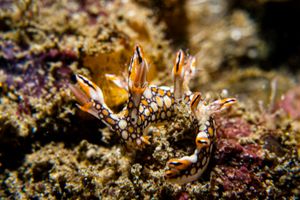 Eel Bornella