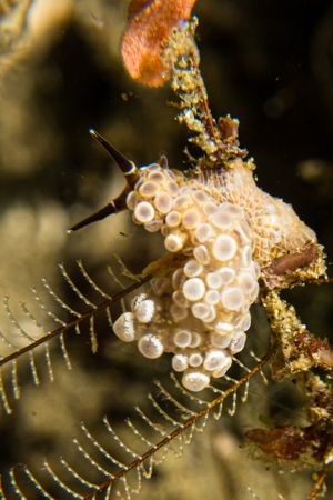 Dendronotina representative species