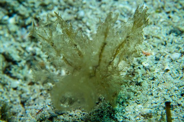 Montani encounter 35