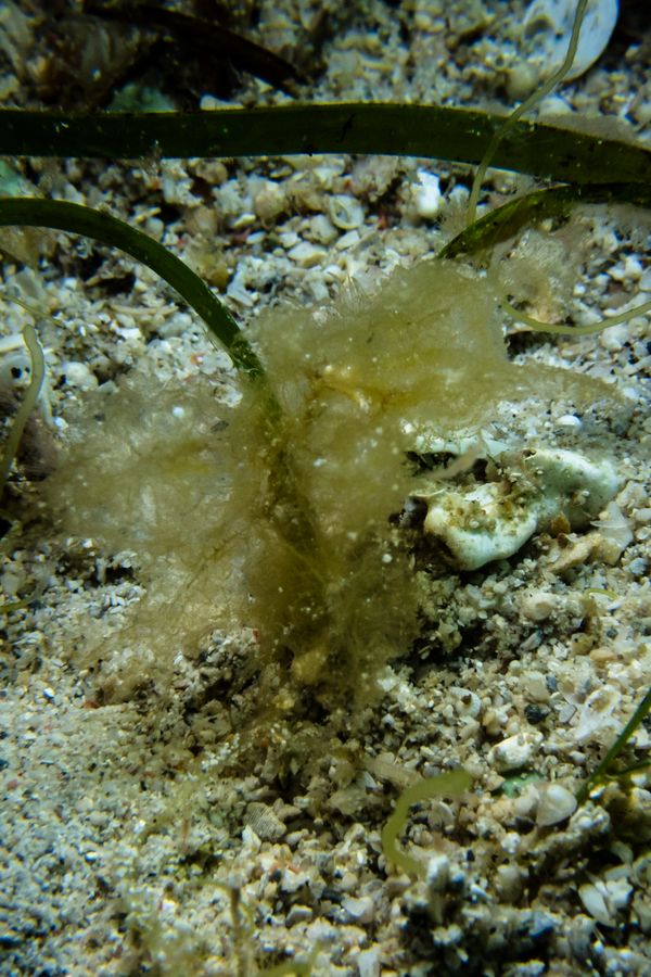 Montani encounter 36