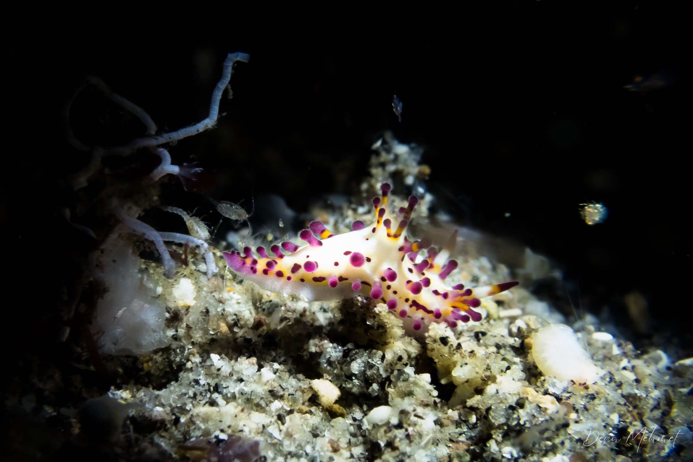 Aegires villosus
