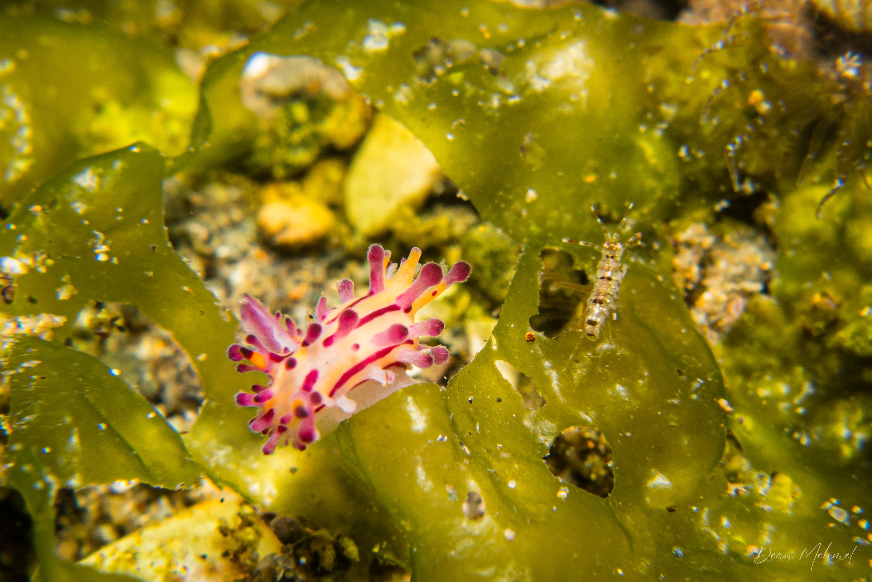 Aegires villosus