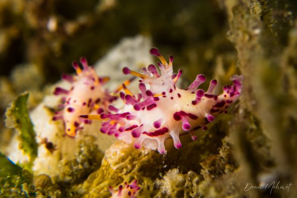 Aegires villosus