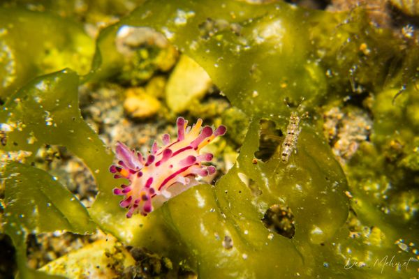 Aegires villosus