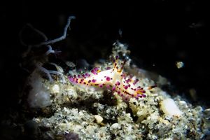 Aegires villosus