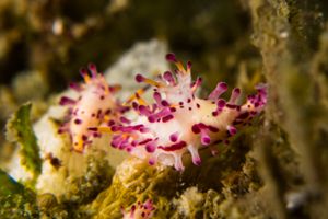 Aegires villosus
