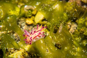 Aegires villosus