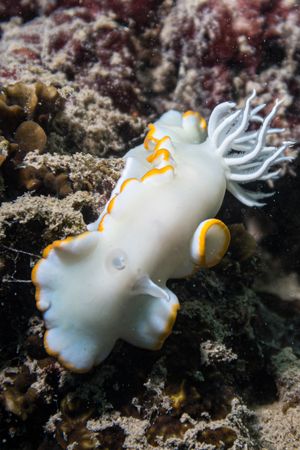 Ardeadoris egretta