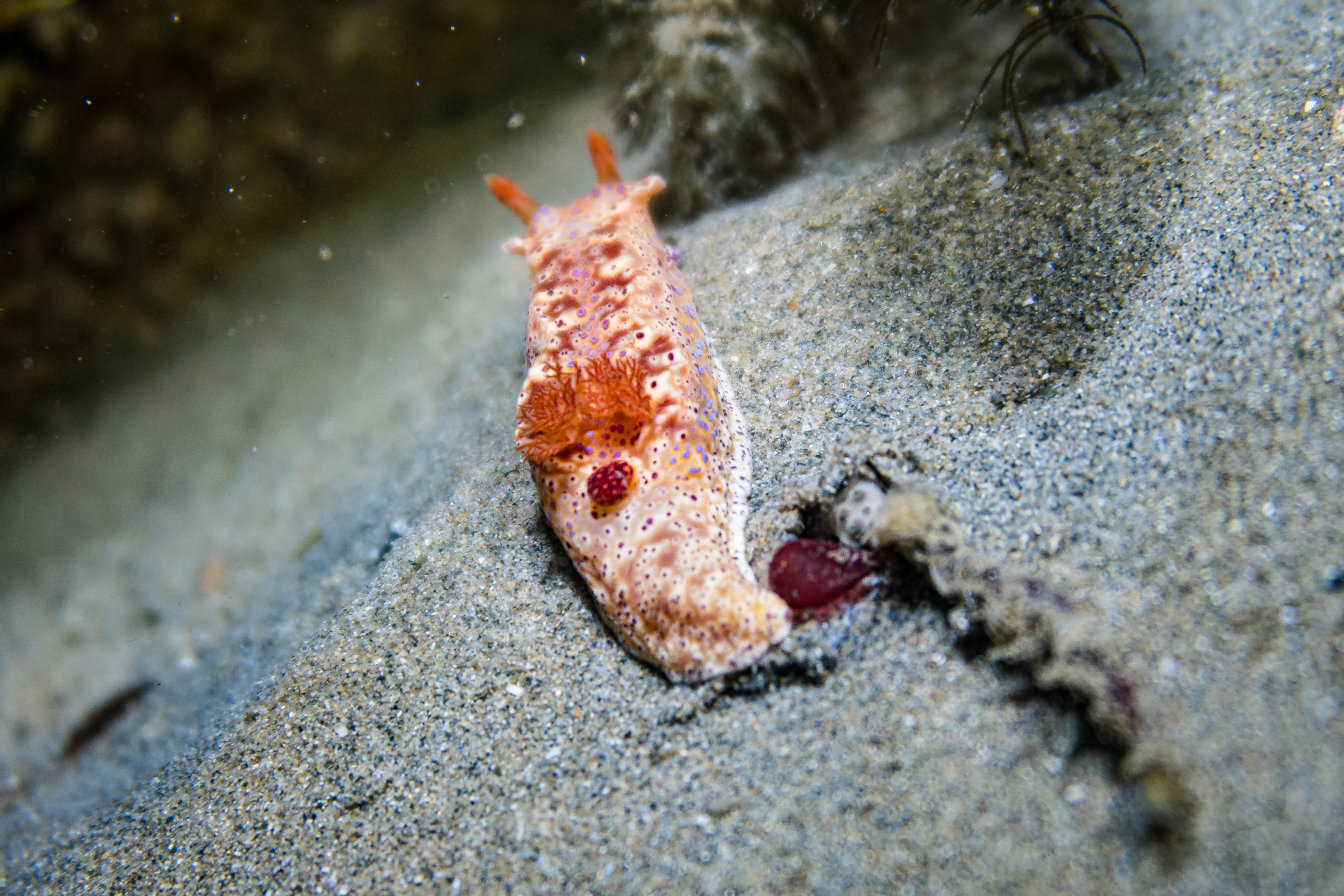 Short-tailed Ceratosoma