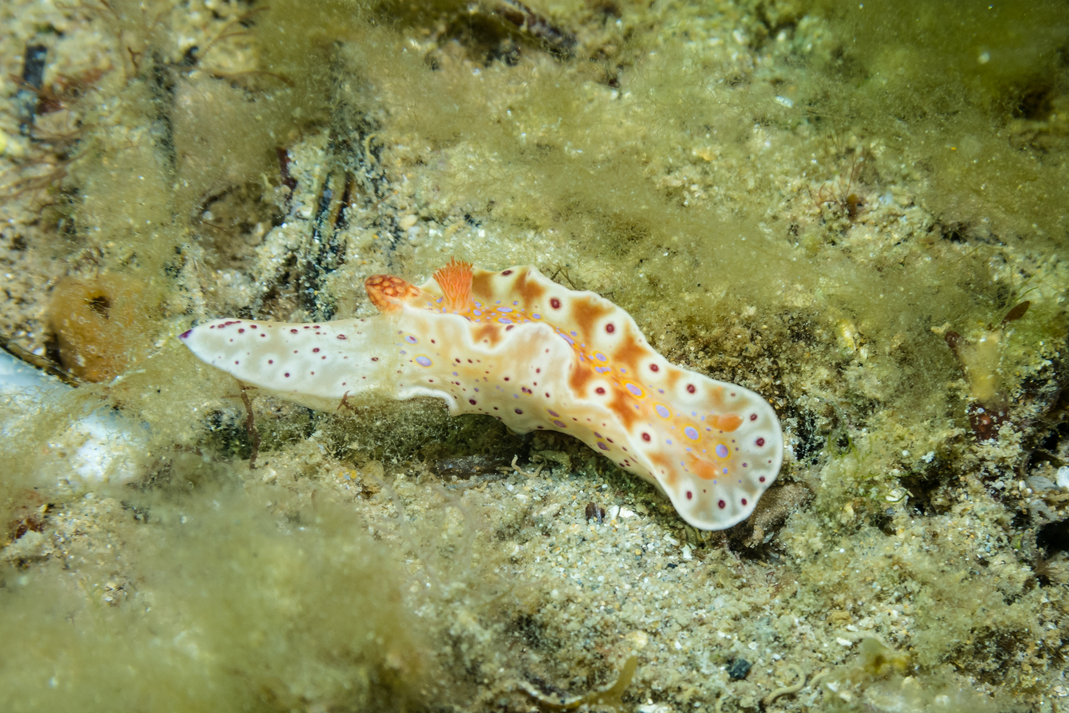 Short-tailed Ceratosoma
