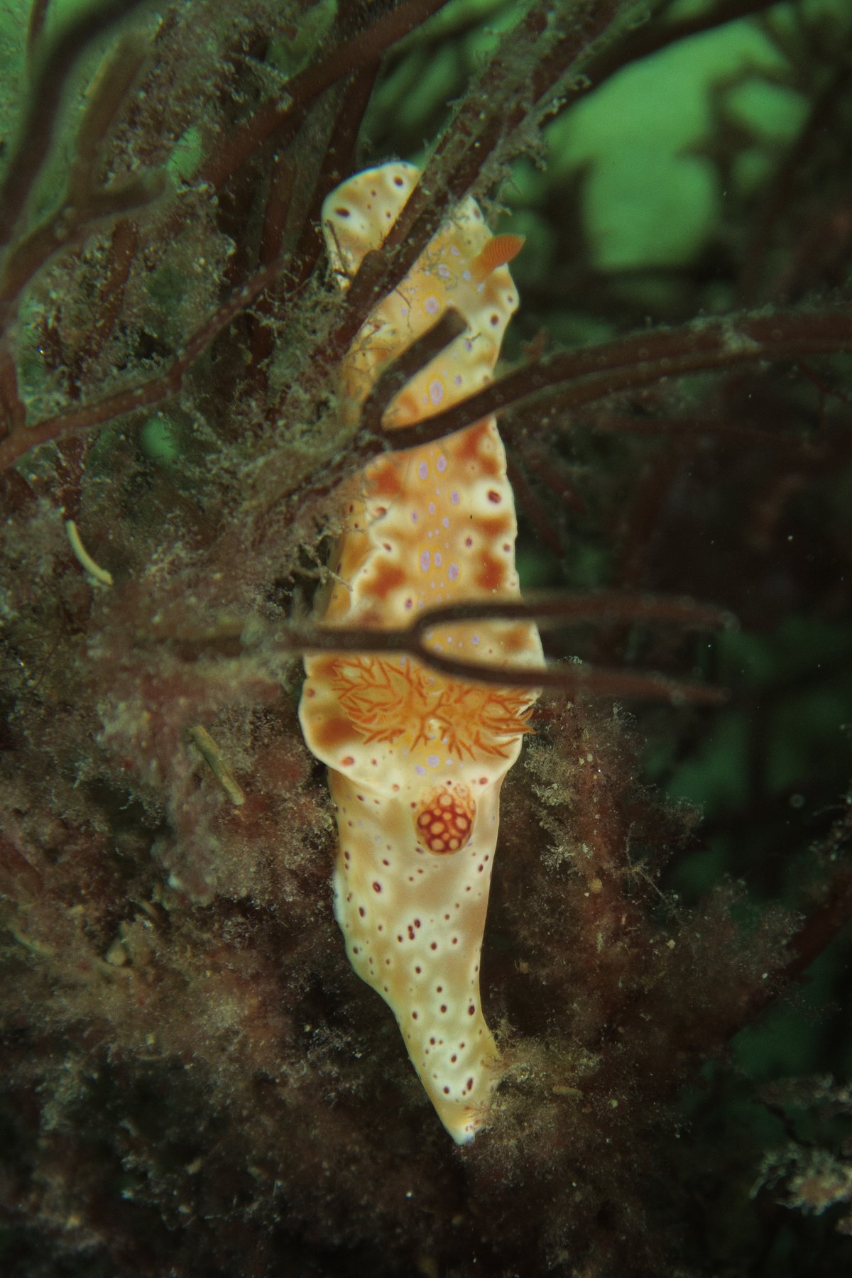 Short-tailed Ceratosoma hero image