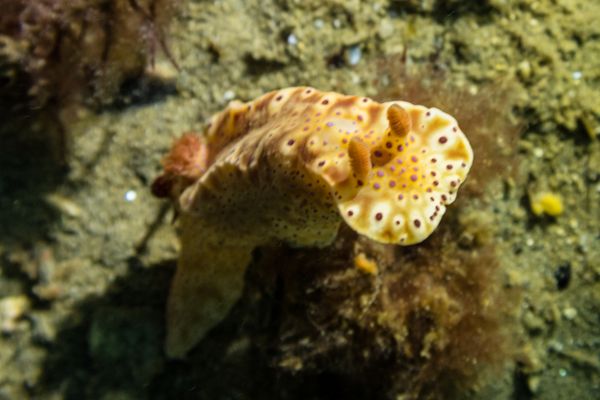 Short-tailed Ceratosoma