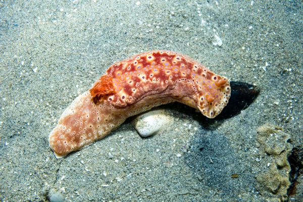 Short-tailed Ceratosoma
