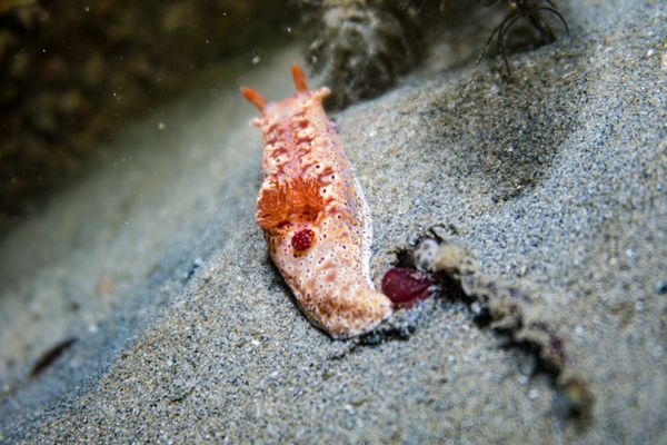 Short-tailed Ceratosoma