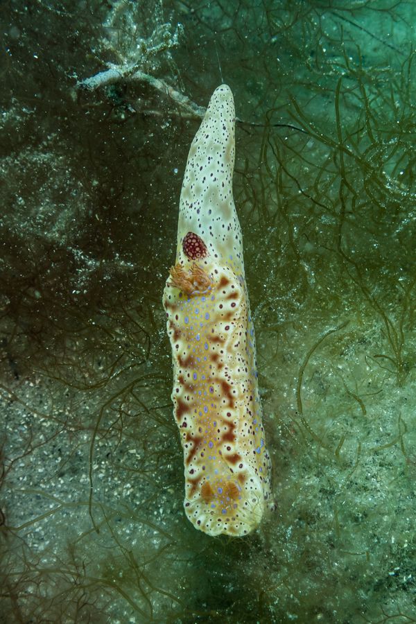 Short-tailed Ceratosoma