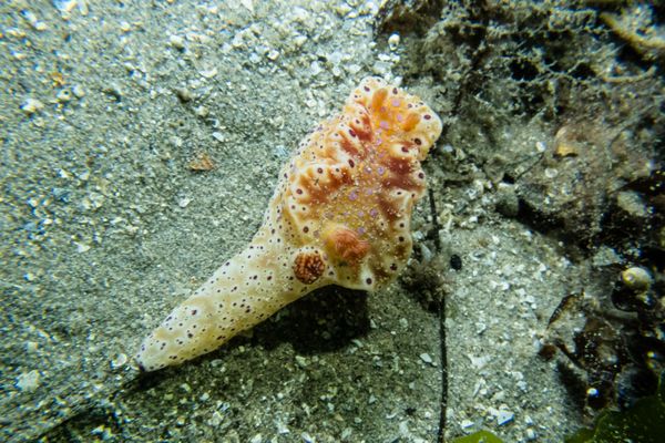 Short-tailed Ceratosoma - Photo 10