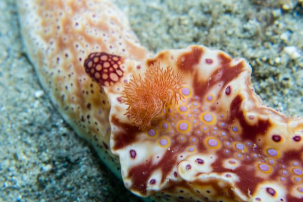 Short-tailed Ceratosoma - Photo 12