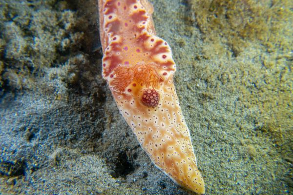 Short-tailed Ceratosoma