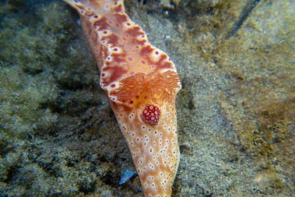 Short-tailed Ceratosoma