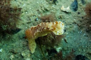 Short-tailed Ceratosoma