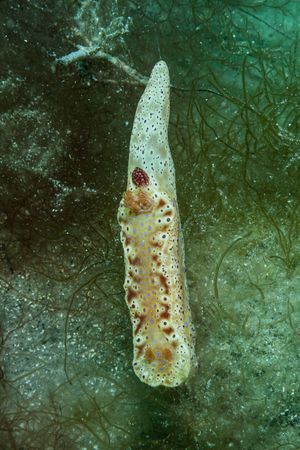 Short-tailed Ceratosoma