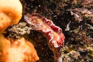 Short-tailed Ceratosoma