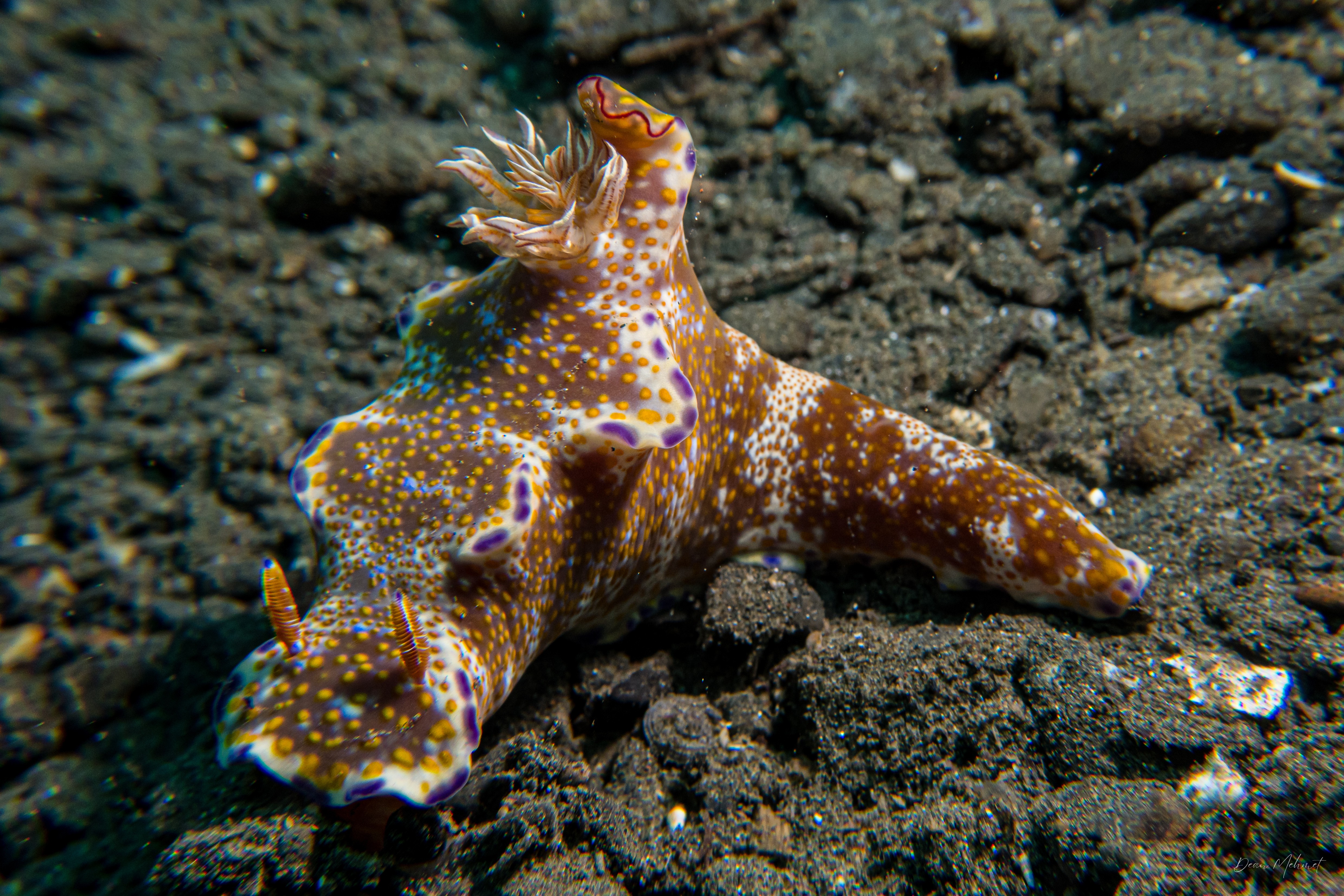 Many-lobed Ceratosoma