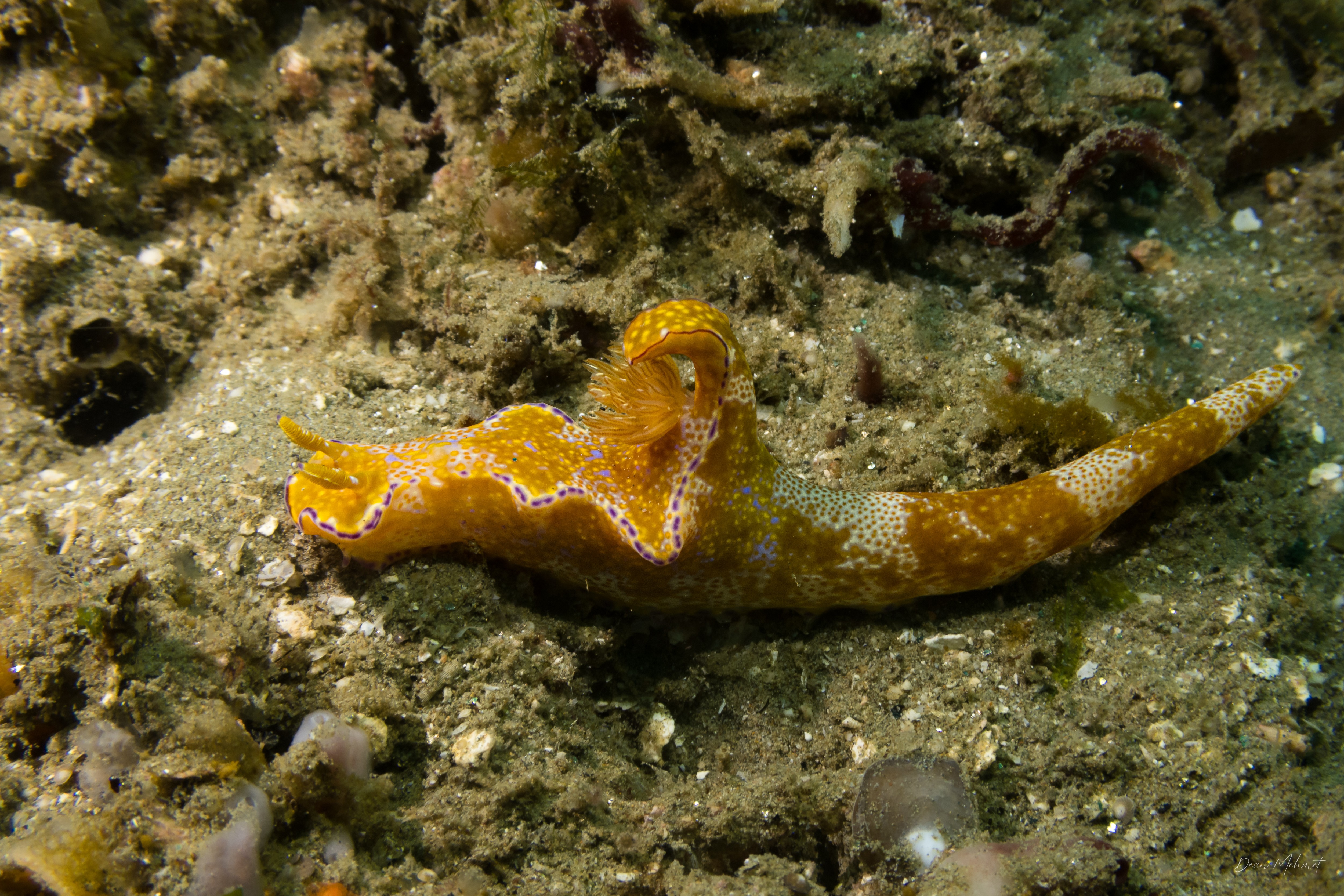 Many-lobed Ceratosoma