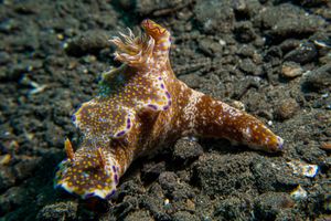 Doridina representative species