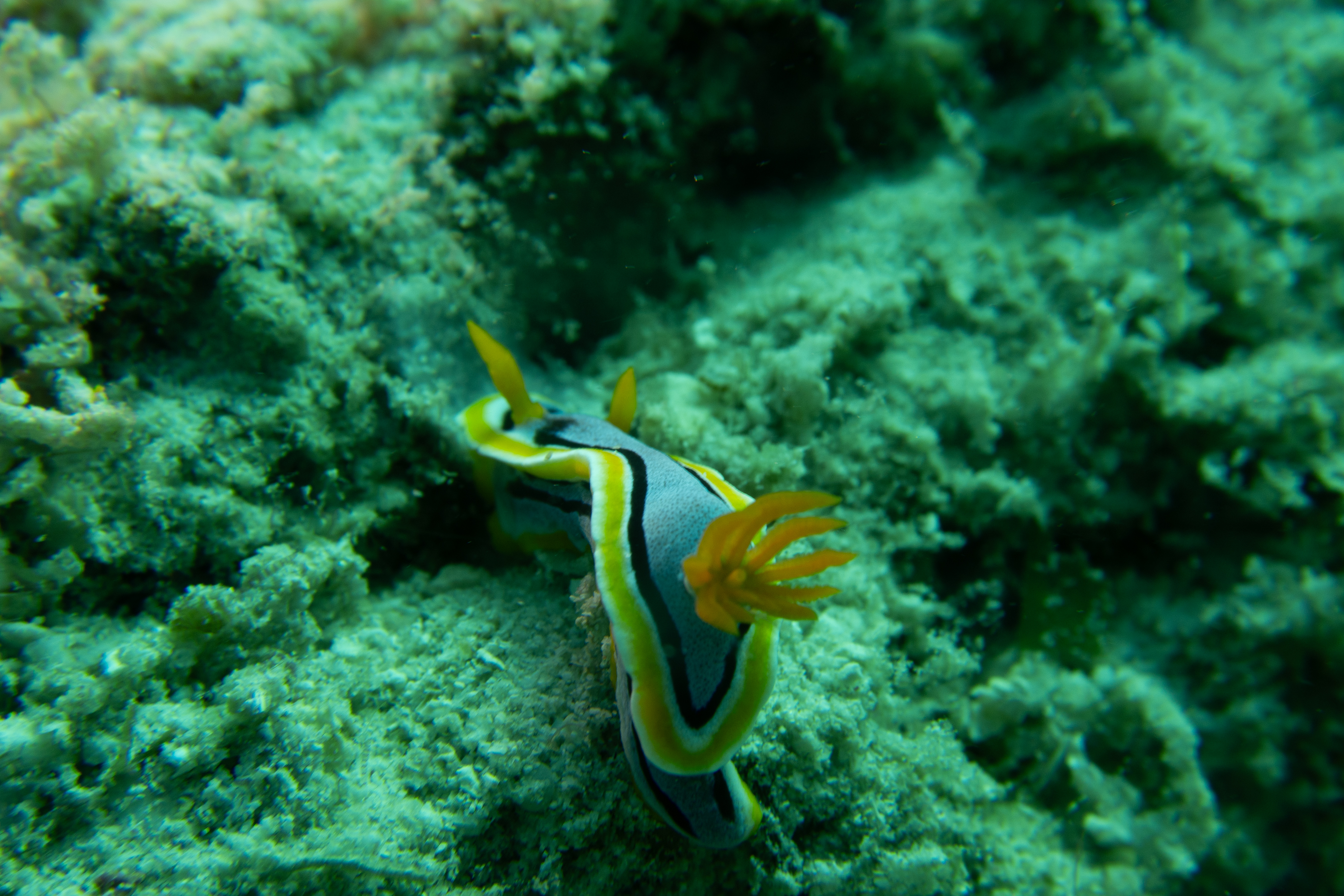 Anna's Chromodoris