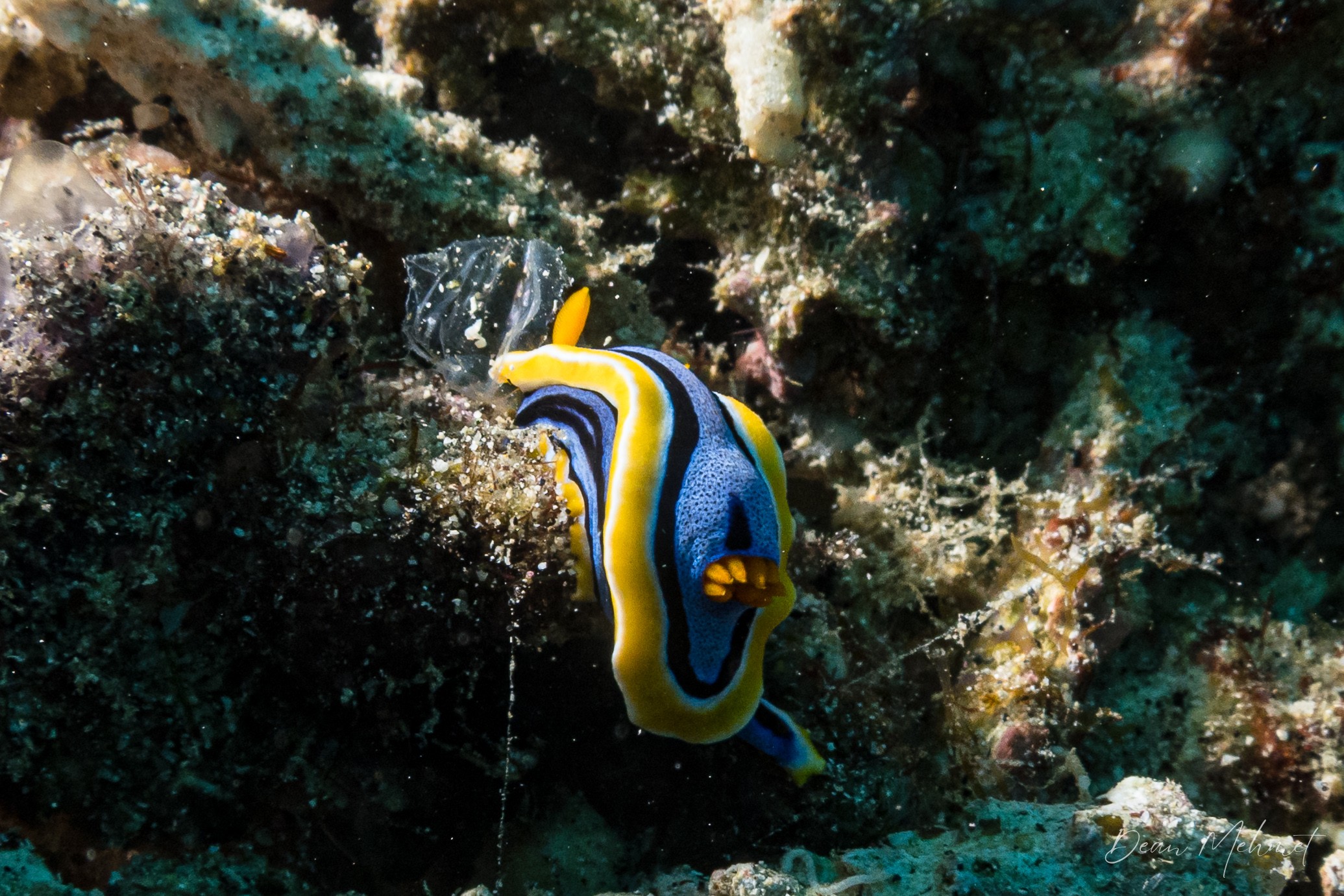 Anna's Chromodoris