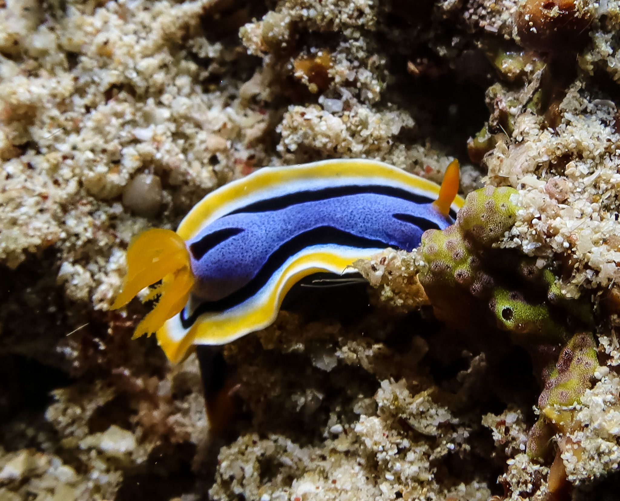 Anna's Chromodoris