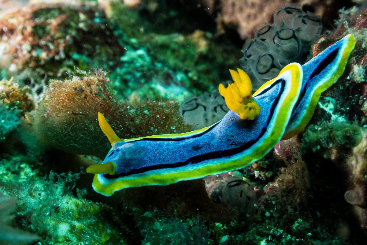Anna's Chromodoris hero image
