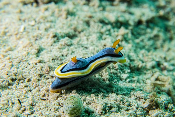 Anna's Chromodoris - Photo 3