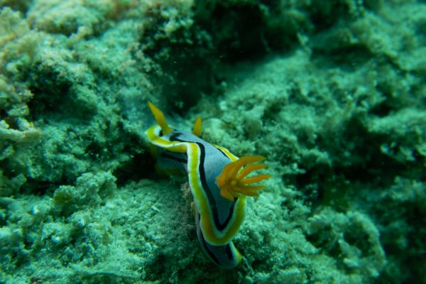 Anna's Chromodoris - Photo 4