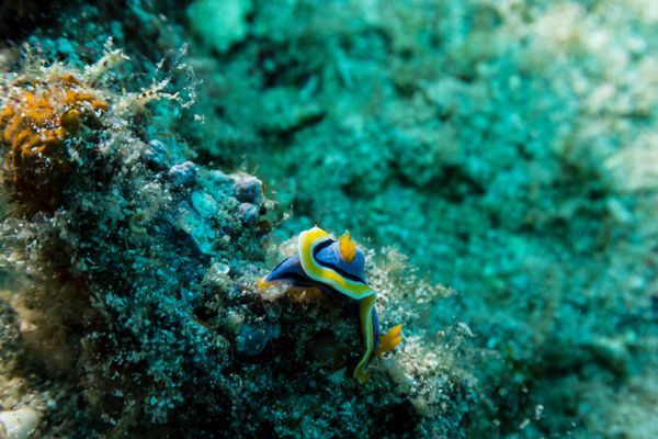Anna's Chromodoris - Photo 5