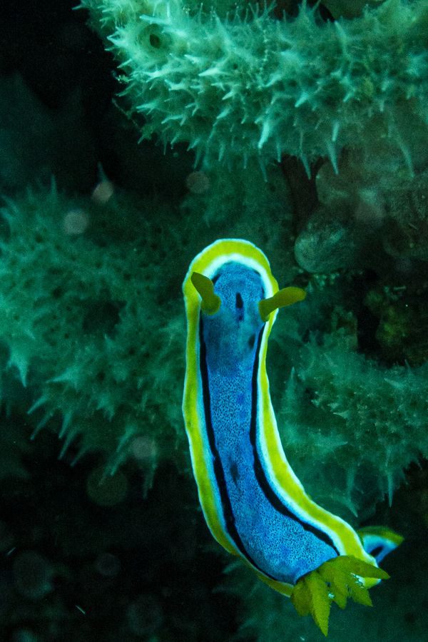 Anna's Chromodoris - Photo 7