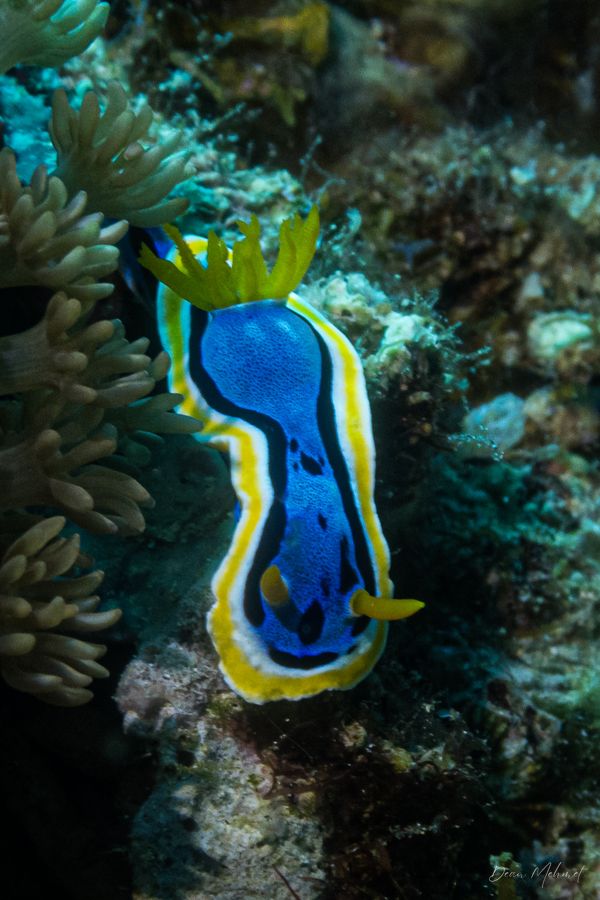 Anna's Chromodoris - Dauin - 7 June 2026 - Dive 1 - Largahan