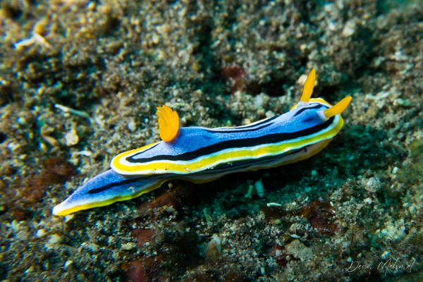Anna's Chromodoris